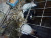 Pigeon for Sell